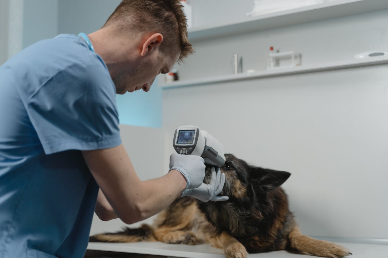 Tendências em Saúde Animal: DrogaVET mostra o futuro da farmácia veterinária personalizada!